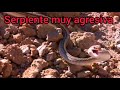 Serpiente muy agresiva ??