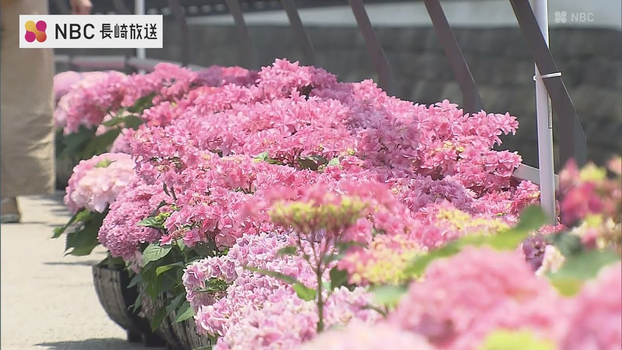 あじさい ITANSE アジサイの苗 マジカルクリムゾンパープル 花木苗 5号鉢/1個
