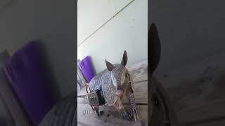 when the truth nuke hits #memes #funny #animals