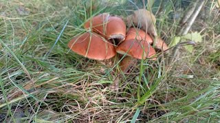 видео: Лесные дары радуют🍁🍁🍁 картинка: Лесные дары радуют🍁🍁🍁