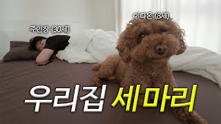 VLOG 【프리랜서 주인장과 24시간 붙어있는 갈색 푸들】 우당탕탕 견생일기 EP.1 | 강아지 일상 | 첫 영상 | 떡상 예정 | 나도 해본다 브이로그 | 개어렵다