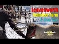 Leavenworth Reindeer Farm &amp; Snow Fun At Enchantment Park With Kids [4K]