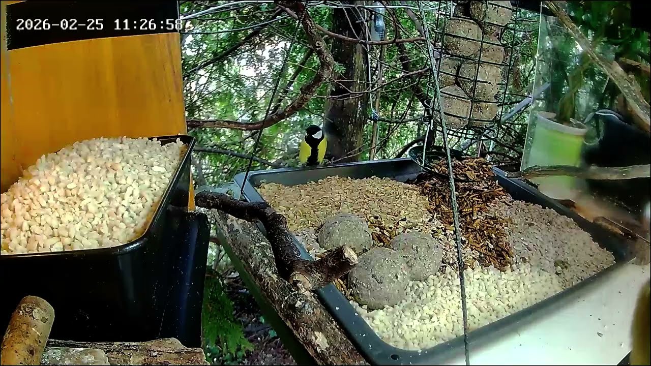 Entspannter später Vormittag an der Nuss-Tanke (25.02.2026)