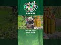 🐼Let's all wish Ai Lun, the adorable foodie giant panda, a very happy 8th birthday!🎉