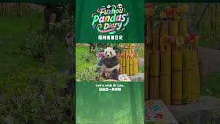 🐼Let's all wish Ai Lun, the adorable foodie giant panda, a very happy 8th birthday!🎉