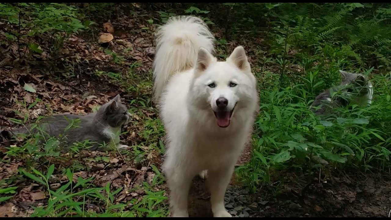 Strand Farm | Walk with Moose + Cats Play Tag - YouTube