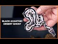 NEW Black and White Ball Pythons!