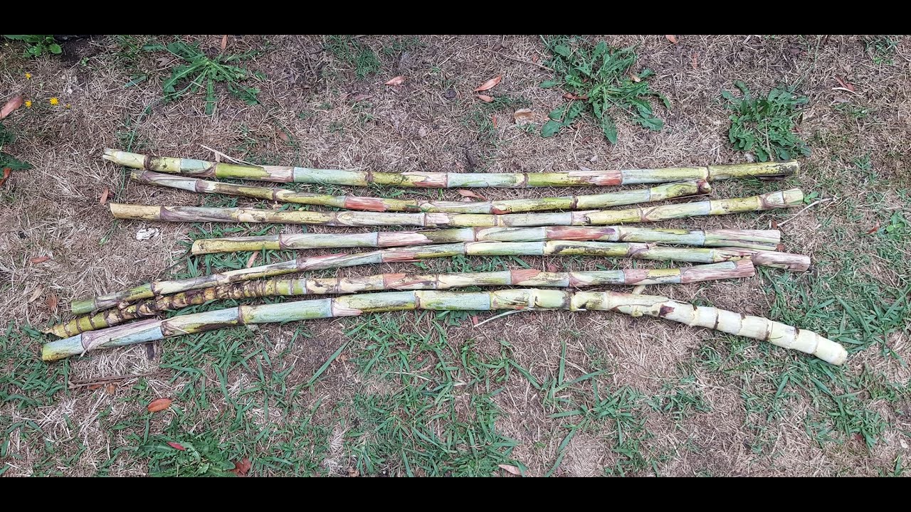 Harvesting Tropical SUGAR CANE In Summer ������ - YouTube