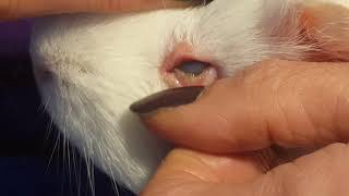 Large Piece of Hay Stuck in Guinea Pig's Eye