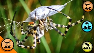 Alimentação de uma ARANHA TIGRE selvagem! - Aventura com 3 ACs! screenshot 1