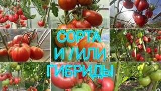 Сорта и/или гибриды?