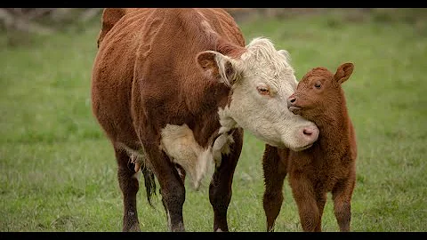 Loving mother cow plays with newborn calf, then nursers her