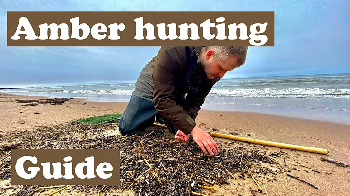 How to find Baltic amber in the Baltic sea - Amber...