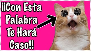 ¡CON ESTA PALABRA PODRÁS ATRAER A CUALQUIER GATO! - SiamCatChannel