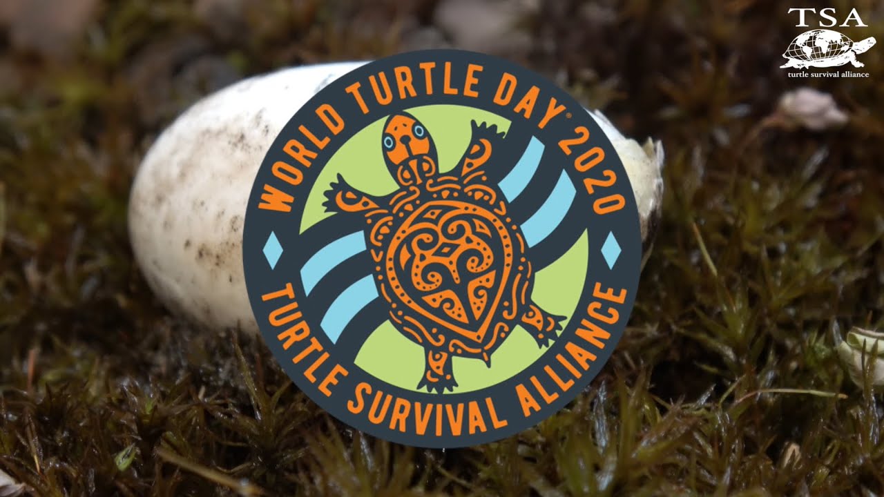 Happy Happy World Turtle Day From The Tsa Youtube