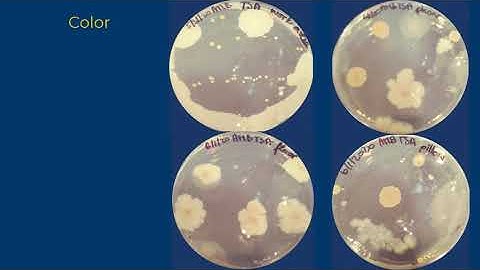 Colony Morphology
