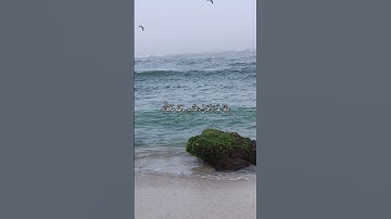 قران كريم بصوت القارئ عبدالرحمن مسعد #قرآن #religion #explore #quran #nature #reels