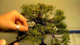 DansBonsai - Bonsai Potatura autunnale di un ginepro