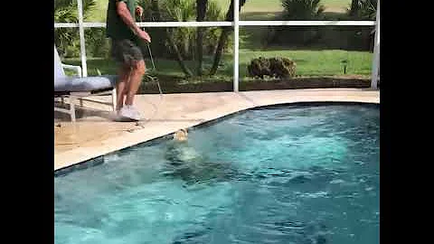 不速之客：佛州住户的私人泳池突然潜入了一只鳄鱼 - 天天要闻
