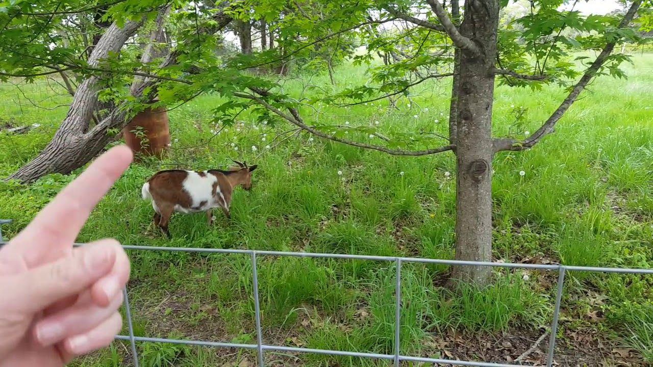 FENCE UP FOR THE NIGERIAN DWARF GOATS. YouTube