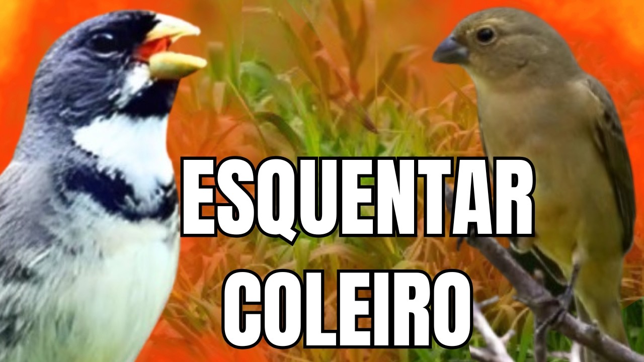 ESQUENTAR COLEIRO TUI TUI COM FÊMEA CHAMANDO E COLEIRO TUI TUI PARA ESQUENTAR COLEIRO TUI TUI