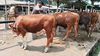 Price of young male feeder cattle at Mas Yudha's stall, Muntilan animal market, late September 2026
