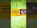 لفات الشعر وفقا للجدات قديما سونار الجدات لتحديد نوع الجنين امهات حوامل