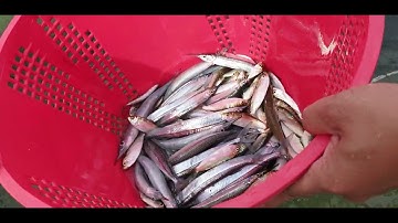 KÉO LƯỚI RÙNG TẠI PHÚ QUỐC !