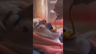 Harley Quinn ? youtubeshorts shorts margotrobbie