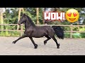 Wnder and yfke can move beautifully but this one trots absolutely perfect  friesian horses