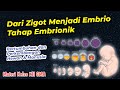 Pertumbuhan dan Perkembangan Pada Hewan &amp; Manusia - Fase Embrionik | Pembelajaran Daring