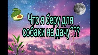 Что я буру для собаки на дачу /// чихуахуа /// Sasha Funny girl Что я буру для собаки на дачу /// чихуахуа /// Sasha Funny girl
