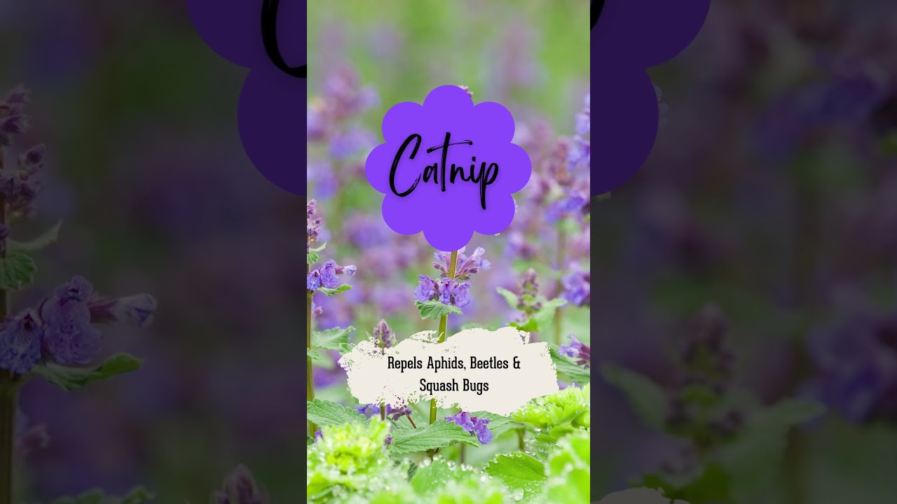 5 Flowers to Repel Insect Pests in Your Garden