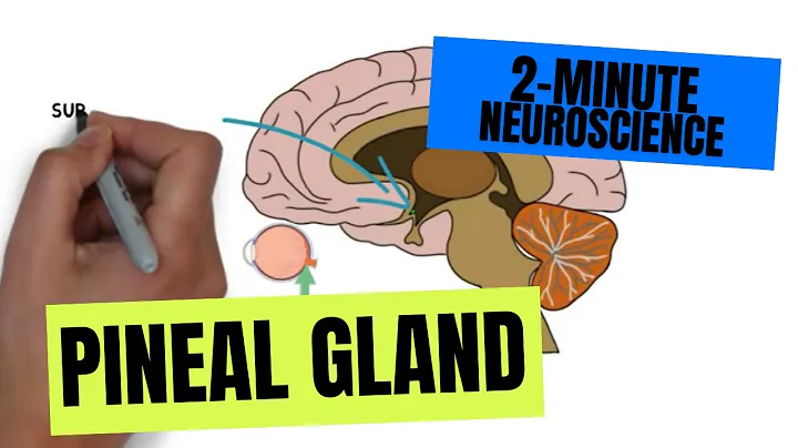 2-Minute Neuroscience: Pineal Gland - DayDayNews