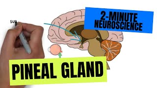 2-Minute Neuroscience: Pineal Gland