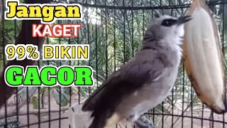 Download Lagu Pancingan dan MASTERAN burung trucukan GACOR Biar RAJIN bunyi gacor MP3
