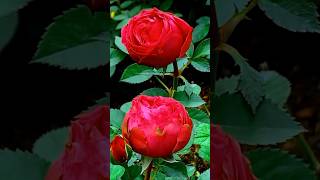 Natural Red Rose Flower Status