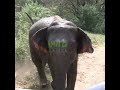 Wild Elephant Charges Safari Jeep | Angary elephant #elephant