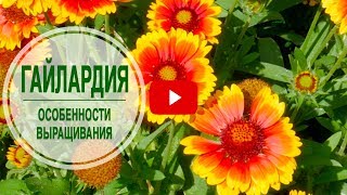 видео Тюльпаны с другими растениями: гармоничные сочетания
