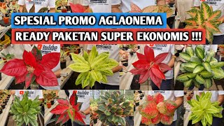 Download Lagu Spesial promo aglaonema, paketan super ekonomis !!! MP3 Download Lagu Spesial promo aglaonema, paketan super ekonomis !!! MP3