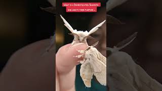 What is a domesticated silkmoth