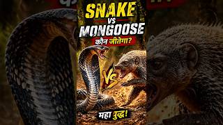 Mongoose vs Cobra: Jungle ka Ultimate Showdown! 🐍🦝🔥"#MongooseVsCobra #SnakeVsMongoose