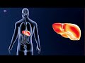 TNM Liver Support | Paragon Cleanse #tnmliversupport #paragoncleanse #liversupport #detoxsupport #us