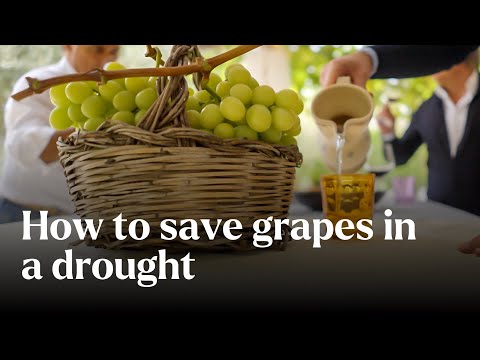 Videó: Szőlőtermesztés száraz körülmények között: Tudjon meg többet a szárazságot túlélő szőlőről