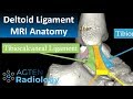 Mri anatomy of ankle ligaments deltoid ligament