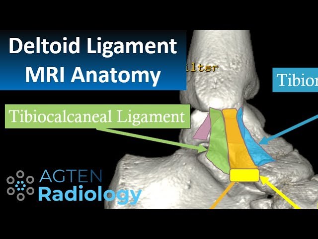 Deltoid ligament