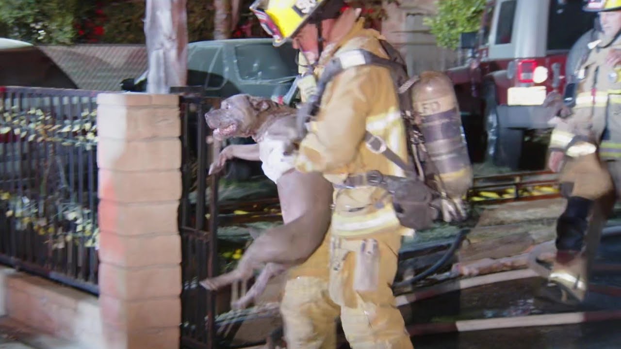 Pacoima, CA: Firefighters Save Dog From Burning Home in Pacoima - YouTube