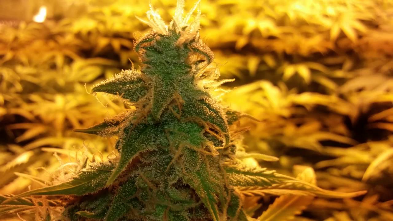 Day 10 flower!! Kens gdp