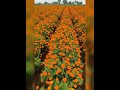 Marigold Farming