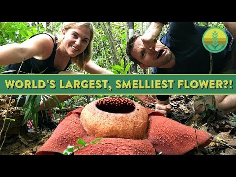 The World&rsquo;s Largest, Smelliest Flower?! | Maddie Moate